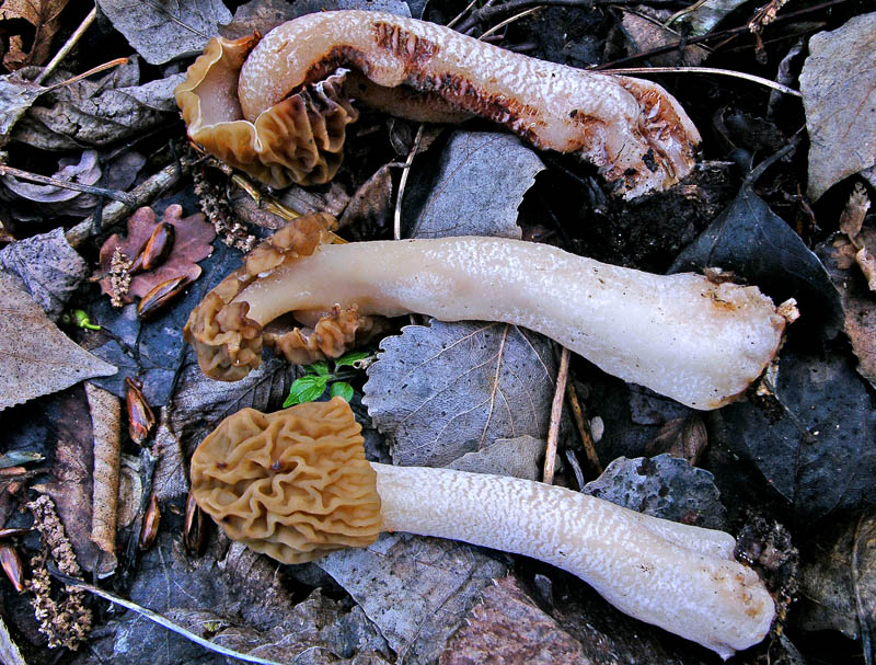 05 aprile 2007 Verpa bohemica.